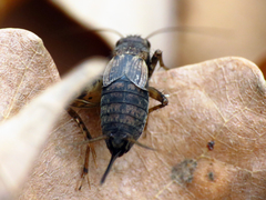 Allonemobius maculatus