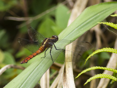 Odonata