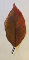 Magnoliopsida