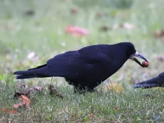 Corvus frugilegus