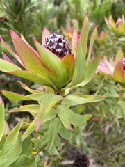 Leucadendron sessile