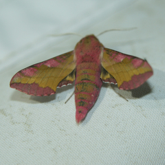 Deilephila porcellus