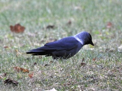 Corvus monedula