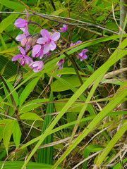 Spathoglottis