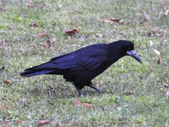Corvus frugilegus