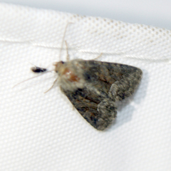 Oligia latruncula