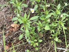 Viola arvensis