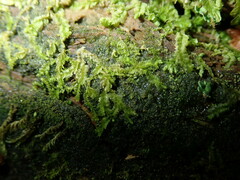 Lophocolea heterophylla