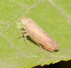 Synophropsis lauri