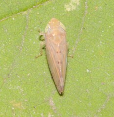 Synophropsis lauri