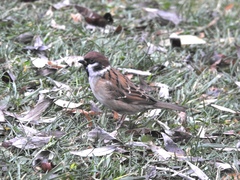 Passer montanus