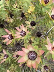 Leucadendron sessile