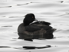 Aythya fuligula