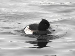 Aythya fuligula