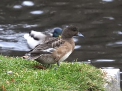 Mareca penelope