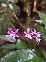Epidendrum