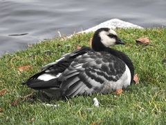Branta leucopsis