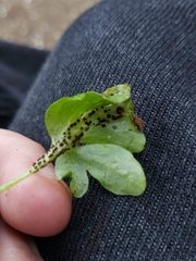 Puccinia adoxae