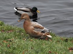 Anas platyrhynchos domesticus