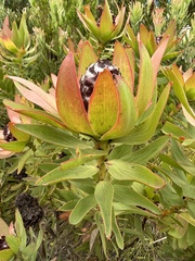 Leucadendron sessile