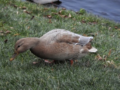 Anas platyrhynchos domesticus