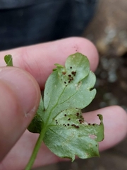 Puccinia adoxae