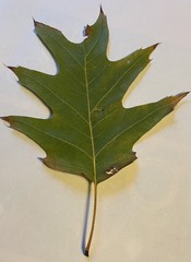 Quercus rubra