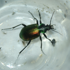 Calosoma sycophanta
