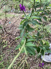 Stachytarpheta cayennensis