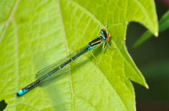 Enallagma antennatum