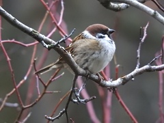 Passer montanus