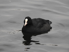 Fulica atra