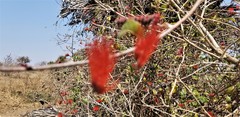 Combretum purpureiflorum