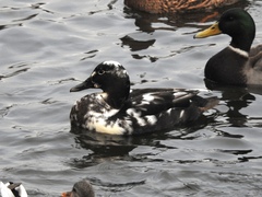 Anas platyrhynchos domesticus