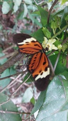 Heliconius numata