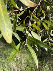Salix laevigata