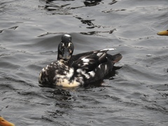 Anas platyrhynchos domesticus