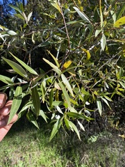 Salix laevigata