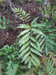 Asplenium oblongifolium