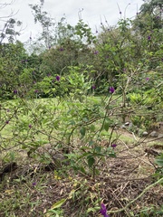 Stachytarpheta cayennensis