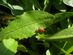 Tatianaerhynchites aequatus