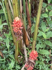 Etlingera elatior