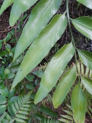 Asplenium oblongifolium