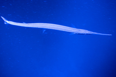 Tylosurus crocodilus