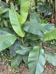 Etlingera elatior