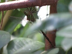 Triacanthagyna trifida