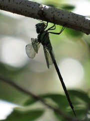 Triacanthagyna trifida