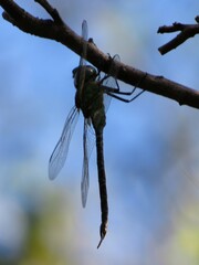 Coryphaeschna adnexa