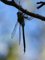Coryphaeschna adnexa