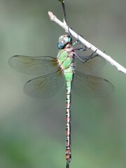 Coryphaeschna adnexa